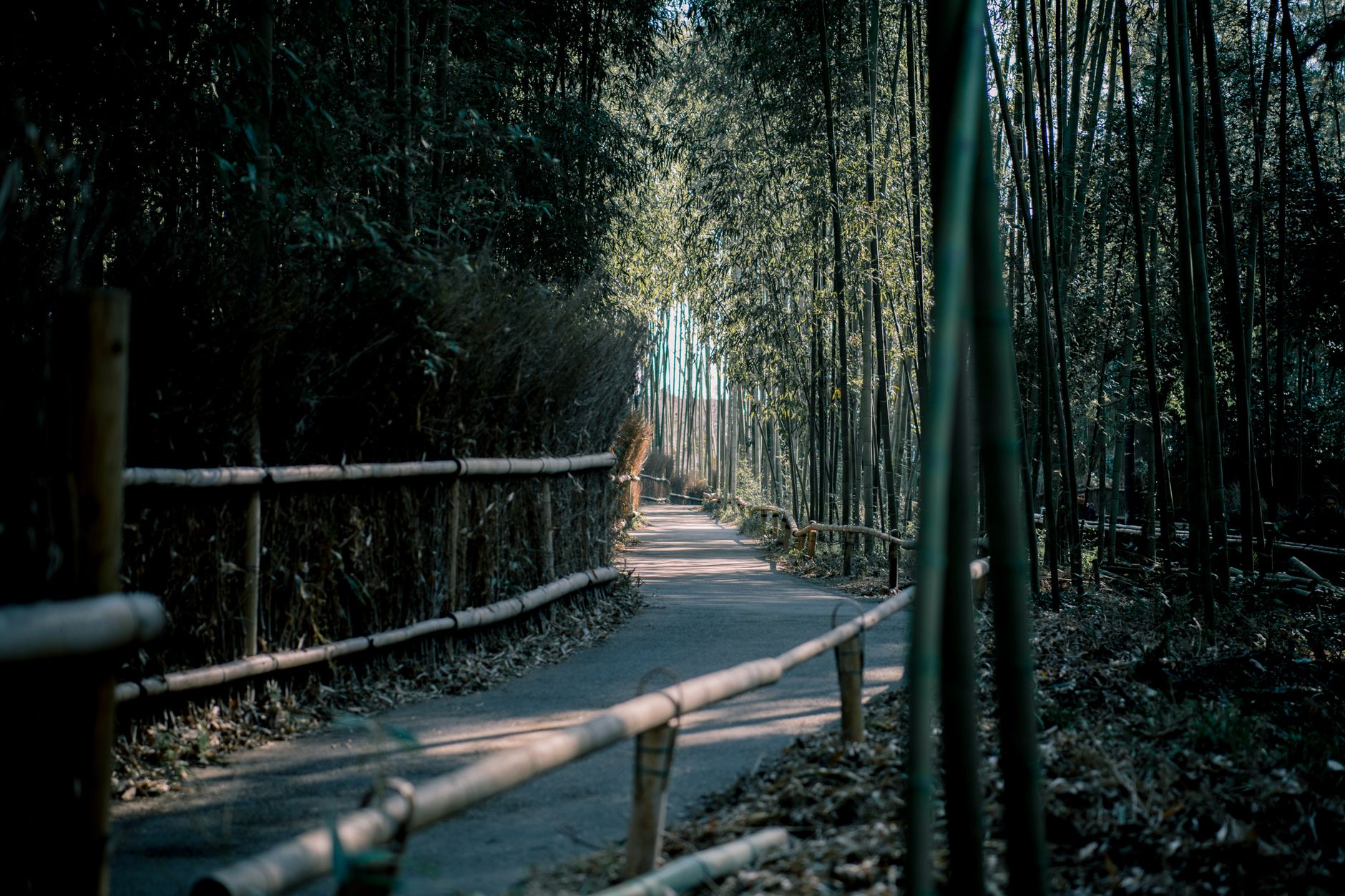 Kyoto moss garden path